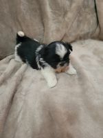 Shih Tzu Puppies for sale in St. Louis, MO 63130, USA. price: NA