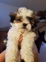 Shih Tzu Puppies for sale in 12205 Perry St, Broomfield, CO 80020, USA. price: NA