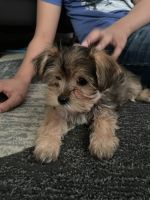 Shih Tzu Puppies for sale in Wilmington, DE, USA. price: NA