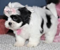 Shih Tzu Puppies for sale in Phoenix, AZ, USA. price: NA