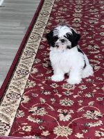 Shih Tzu Puppies for sale in Norton, OH 44203, USA. price: NA
