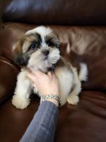 Shih Tzu Puppies for sale in Lowell, MA 01851, USA. price: NA