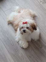 Shih Tzu Puppies for sale in Portage County, OH, USA. price: NA
