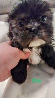 Shih Tzu Puppies for sale in Lenoir, NC, USA. price: NA