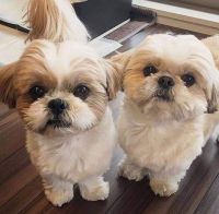 Shih Tzu Puppies for sale in Old Orchard Beach, ME, USA. price: NA