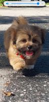 Shih Tzu Puppies for sale in Deerfield Beach, FL 33441, USA. price: NA