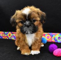 Shih Tzu Puppies for sale in 12665 Village Ln, Playa Vista, CA 90094, USA. price: NA