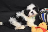 Shih Tzu Puppies for sale in Chico, TX 76431, USA. price: NA