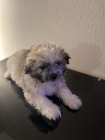 Shih Tzu Puppies for sale in Wood Village, OR 97060, USA. price: NA