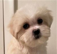 Shih Tzu Puppies for sale in North Lauderdale, FL, USA. price: NA