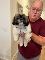 Shih Tzu Puppies for sale in Rock Hill, SC, USA. price: NA