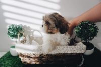 Shih Tzu Puppies for sale in Shaw Ln, Los Angeles, CA 91342, USA. price: NA