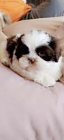 Shih Tzu Puppies for sale in Hopkinsville, KY, USA. price: NA