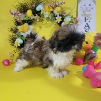 Shih Tzu Puppies for sale in Goldthwaite, TX 76844, USA. price: NA