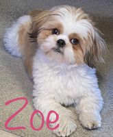 Shih Tzu Puppies for sale in Hopkinsville, KY, USA. price: NA