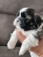 Shih Tzu Puppies for sale in Harrison, MI 48625, USA. price: NA