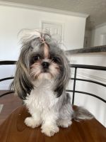 Shih Tzu Puppies for sale in Inman, SC 29349, USA. price: NA