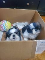 Shih Tzu Puppies for sale in West Covina, CA, USA. price: NA
