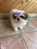 Shih Tzu Puppies for sale in Coldwater, MS 38618, USA. price: NA