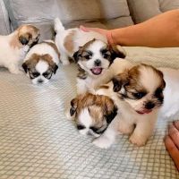 Shih Tzu Puppies for sale in Garfield, NJ 07026, USA. price: NA