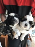 Shih Tzu Puppies for sale in Cantonment, FL 32533, USA. price: NA