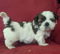Shih Tzu Puppies for sale in Port Jervis, NY 12771, USA. price: NA