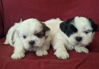 Shih Tzu Puppies for sale in Port Jervis, NY 12771, USA. price: NA