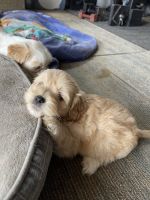Shih Tzu Puppies for sale in Graham, NC, USA. price: NA