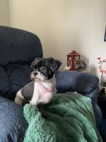 Shih Tzu Puppies for sale in North Ridgeville, OH, USA. price: NA