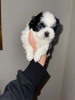 Shih Tzu Puppies for sale in Oceanside, CA, USA. price: NA