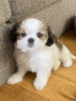 Shih Tzu Puppies for sale in Evansville, IN, USA. price: NA