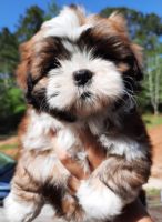 Shih Tzu Puppies for sale in Willis, TX, USA. price: NA