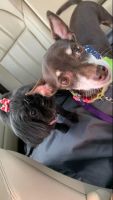 Shih Tzu Puppies for sale in Atlanta, GA, USA. price: NA