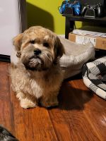 Shih Tzu Puppies for sale in Monmouth Junction, NJ 08852, USA. price: NA