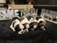 Shih Tzu Puppies for sale in Ocala, FL, USA. price: NA