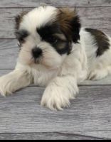 Shih Tzu Puppies for sale in Englewood, OH, USA. price: NA