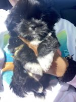 Shih Tzu Puppies for sale in The Woodlands, TX, USA. price: NA