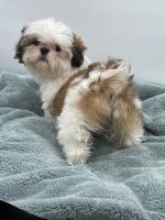 Shih Tzu Puppies for sale in Sevier County, TN, USA. price: NA