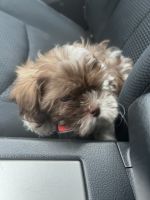 Shih Tzu Puppies for sale in Reading, PA 19601, USA. price: NA