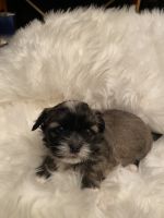 Shih Tzu Puppies for sale in Boiling Springs, SC 29316, USA. price: NA