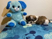 Shih Tzu Puppies for sale in Brainerd, MN 56401, USA. price: NA