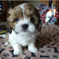 Shih Tzu Puppies for sale in Caldwell, ID, USA. price: NA