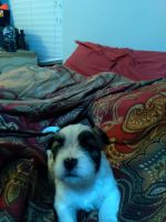 Shih Tzu Puppies for sale in Celina, TX 75009, USA. price: NA