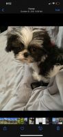 Shih Tzu Puppies for sale in Frederick, MD, USA. price: NA