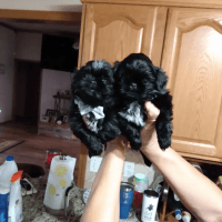 Shih Tzu Puppies for sale in Choctaw, OK 73020, USA. price: NA
