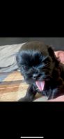 Shih Tzu Puppies for sale in Riverside, CA, USA. price: NA