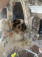 Shih Tzu Puppies for sale in Summerville, SC, USA. price: NA