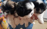 Shih Tzu Puppies for sale in Hialeah, FL, USA. price: NA