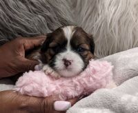 Shih Tzu Puppies for sale in Windsor, CT, USA. price: NA