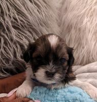 Shih Tzu Puppies for sale in Windsor, CT, USA. price: NA